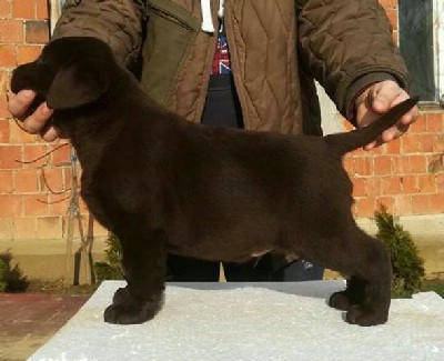 Labrador Retriver, cokoladni stenci